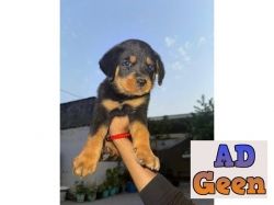 One month male rottweiler
